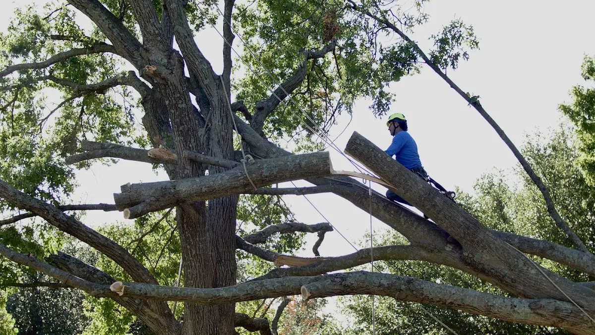 Professional Crown Thinning performed by certified arborists in Van Dyne